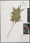 Foto von Salix L.
